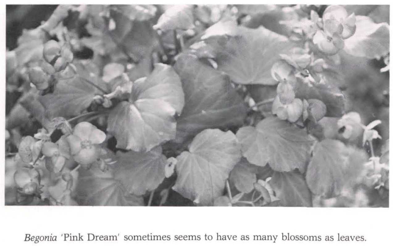 B. ‘Pink Dream’